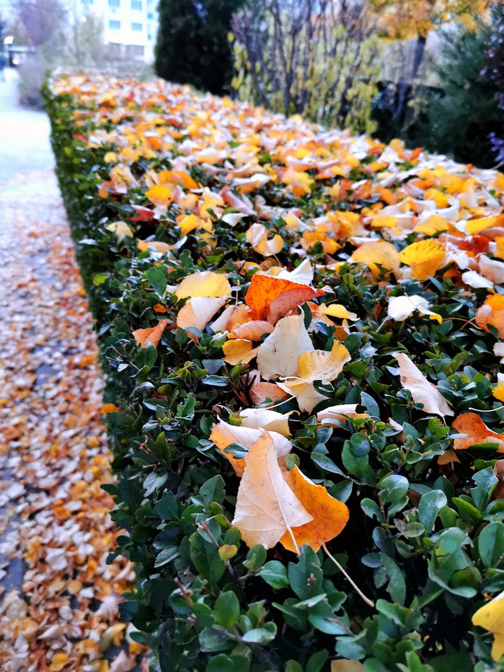 #autumn #fall #goldenleaves #nature