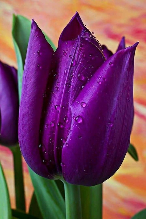 violet, petal achtergronden
