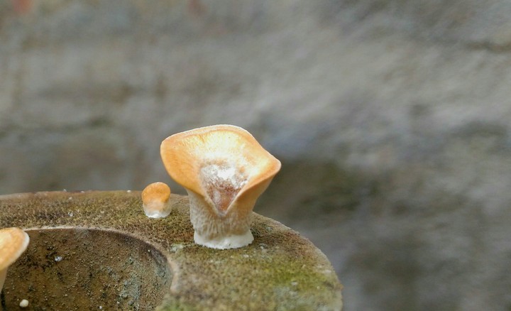 Mushroom