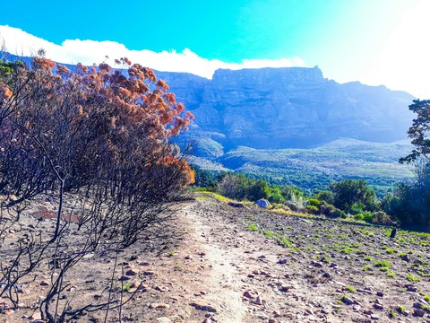 Africa's Beauty