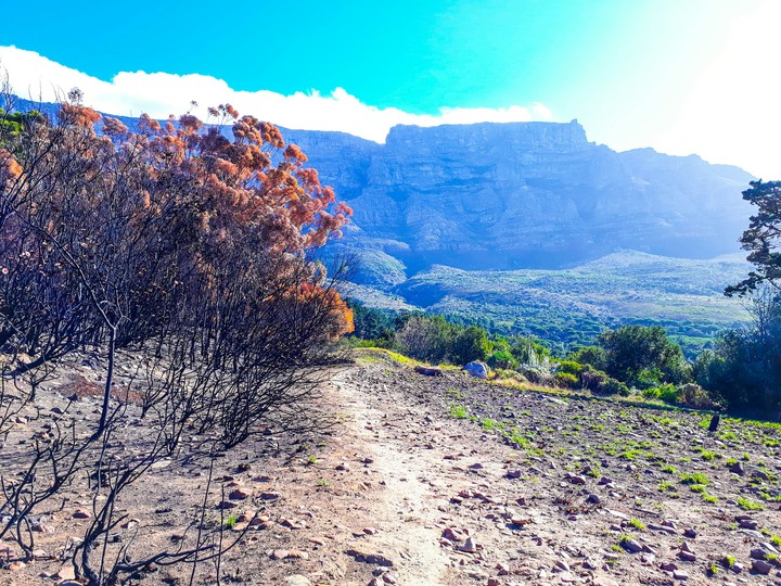 Africa's Beauty