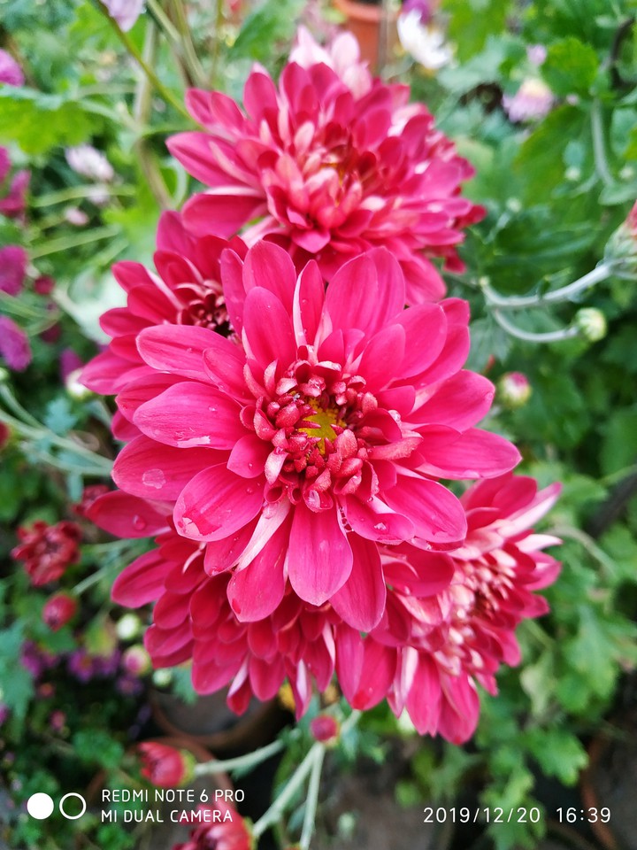 Beautiful flowers