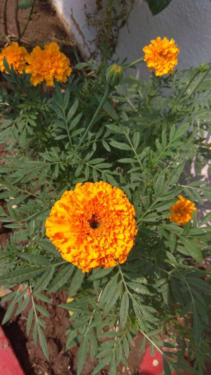 marigold flower