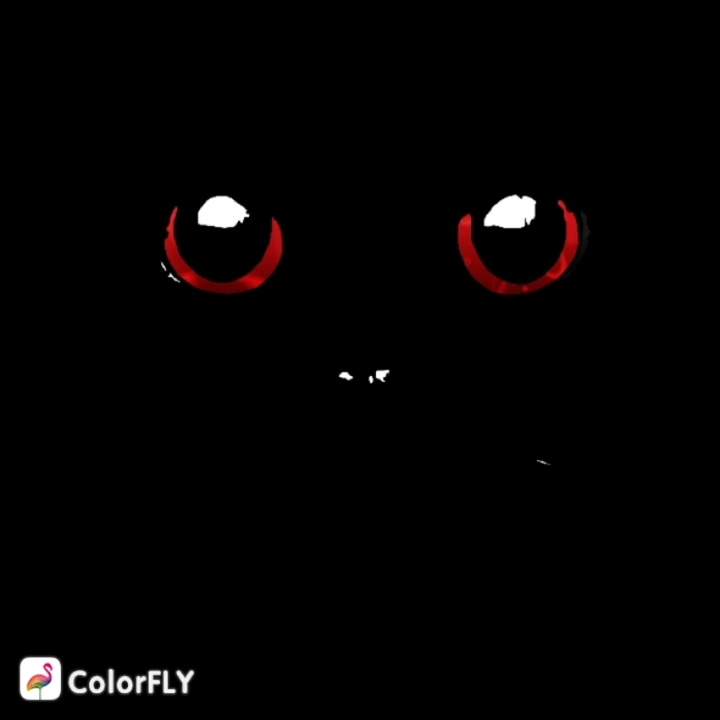 Black Cat
