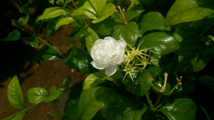 Italian Jasmine