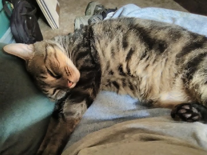 Mr. Sleepyhead