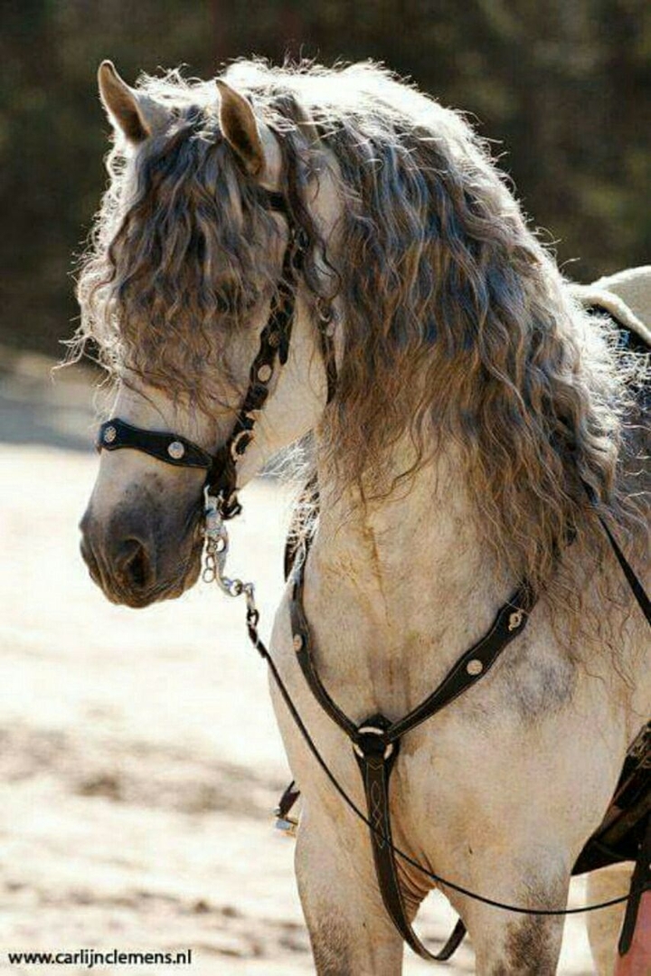horse