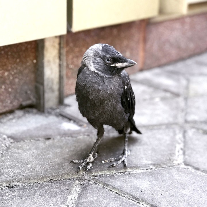 crow