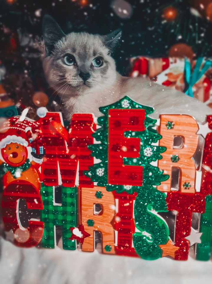 merry christmas