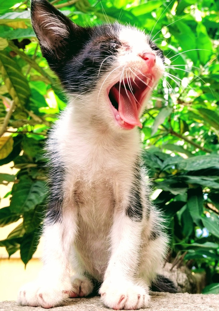 meow meow meow