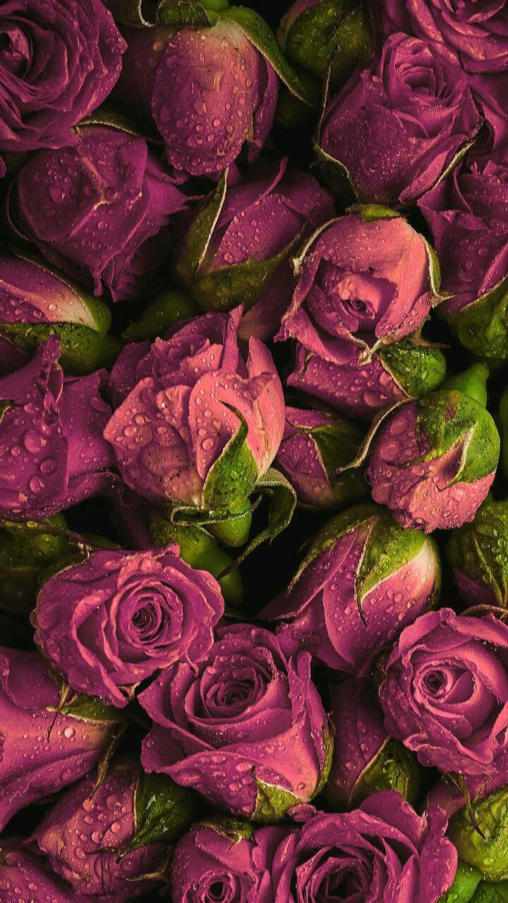 roses