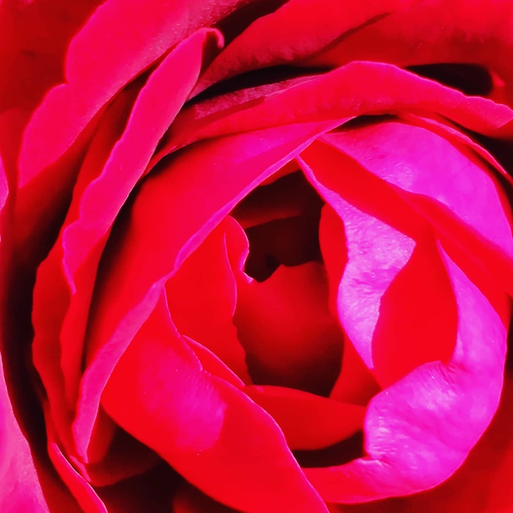 rose