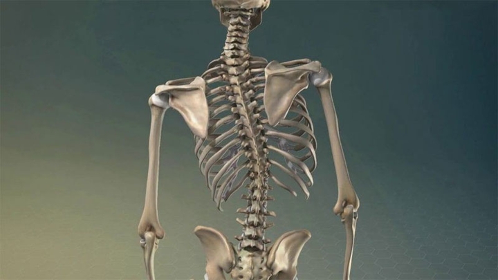 human
