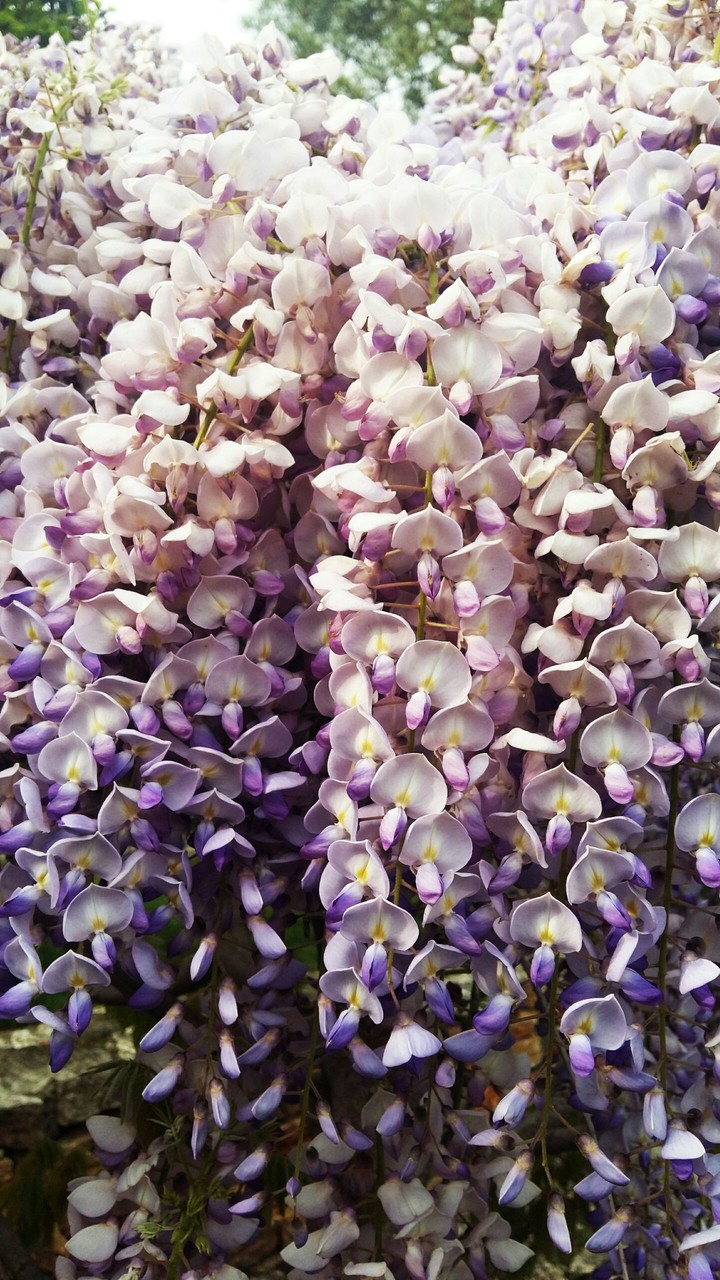 wisteria