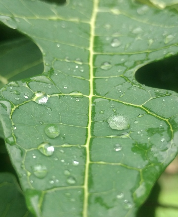 leaf