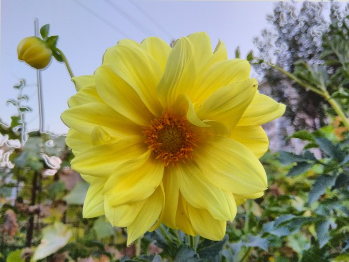 flower