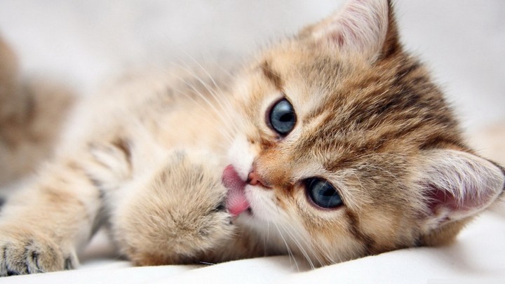 chat