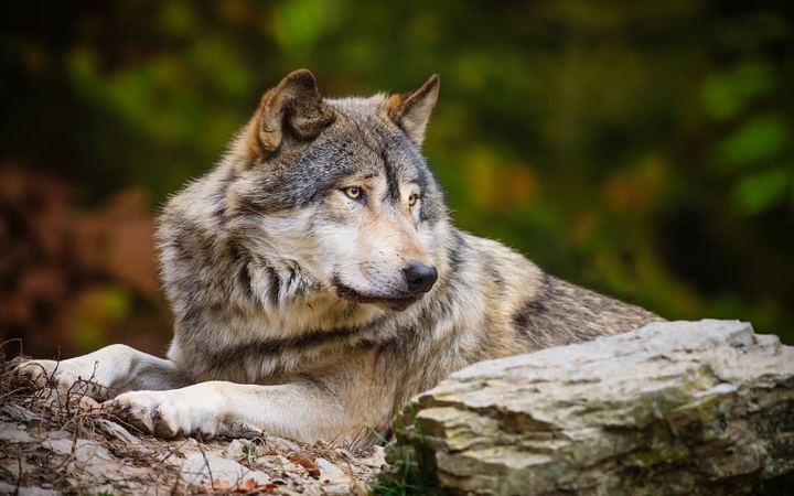wolf