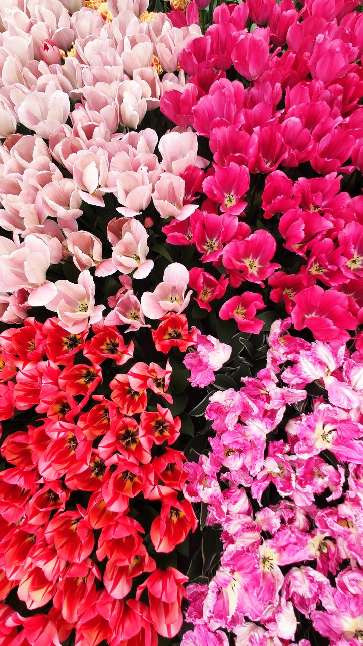 Tulips Keukenhof