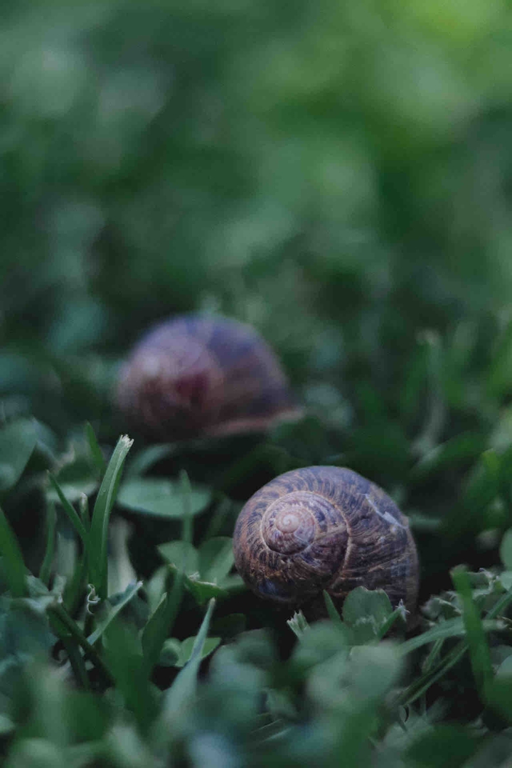 snails
