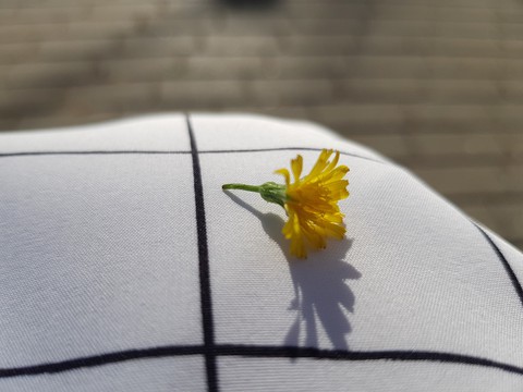 yellow flower