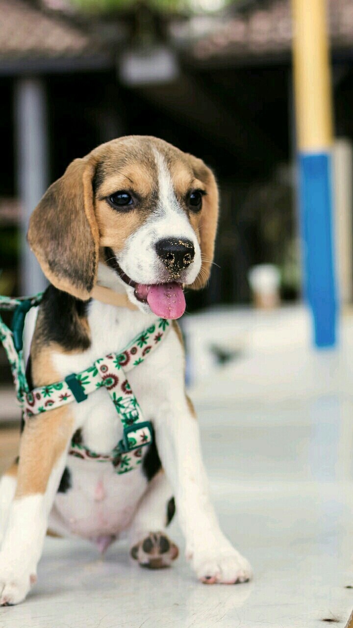 Cute Dog