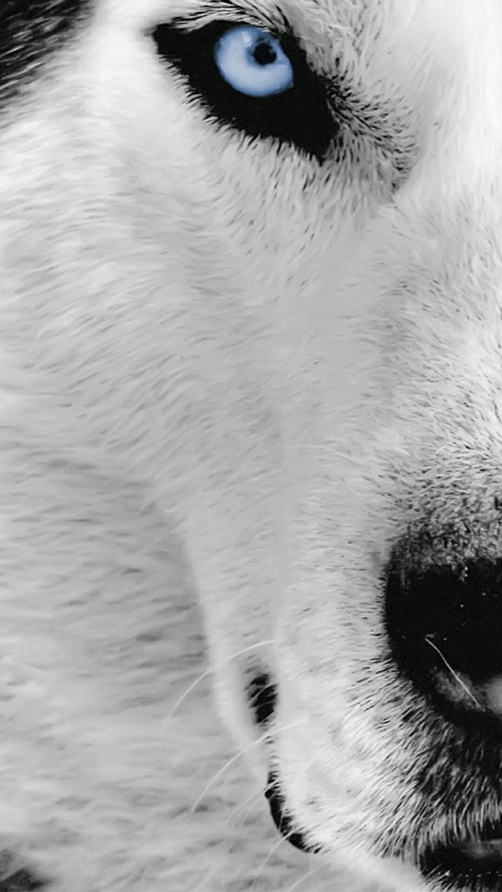 Brave Wolf