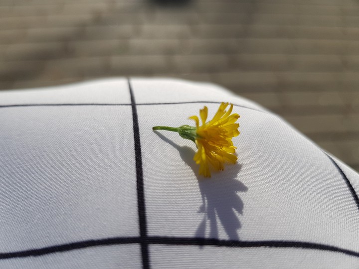 yellow flower