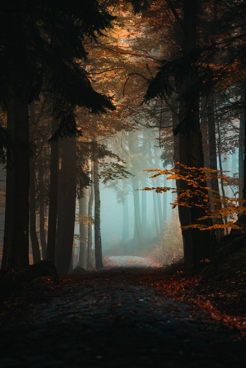 papéis de parede Wilderness, branch