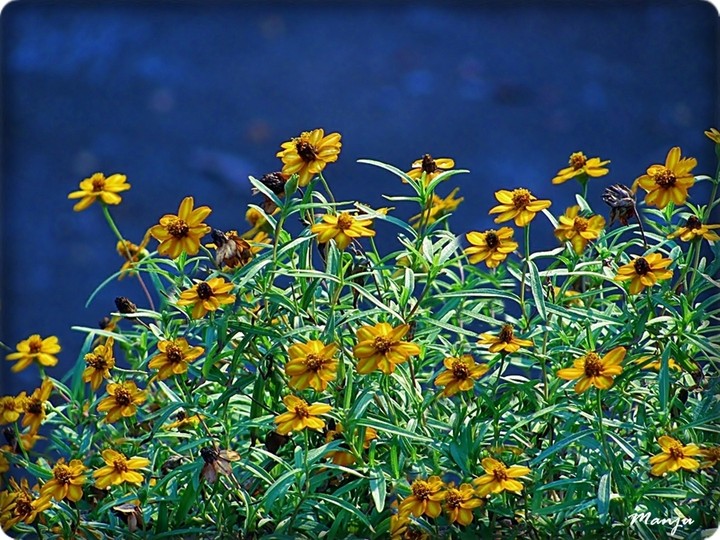 flowers...دیمەنی گوڵ