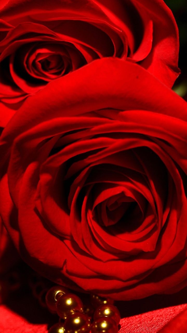 Reddish Rose