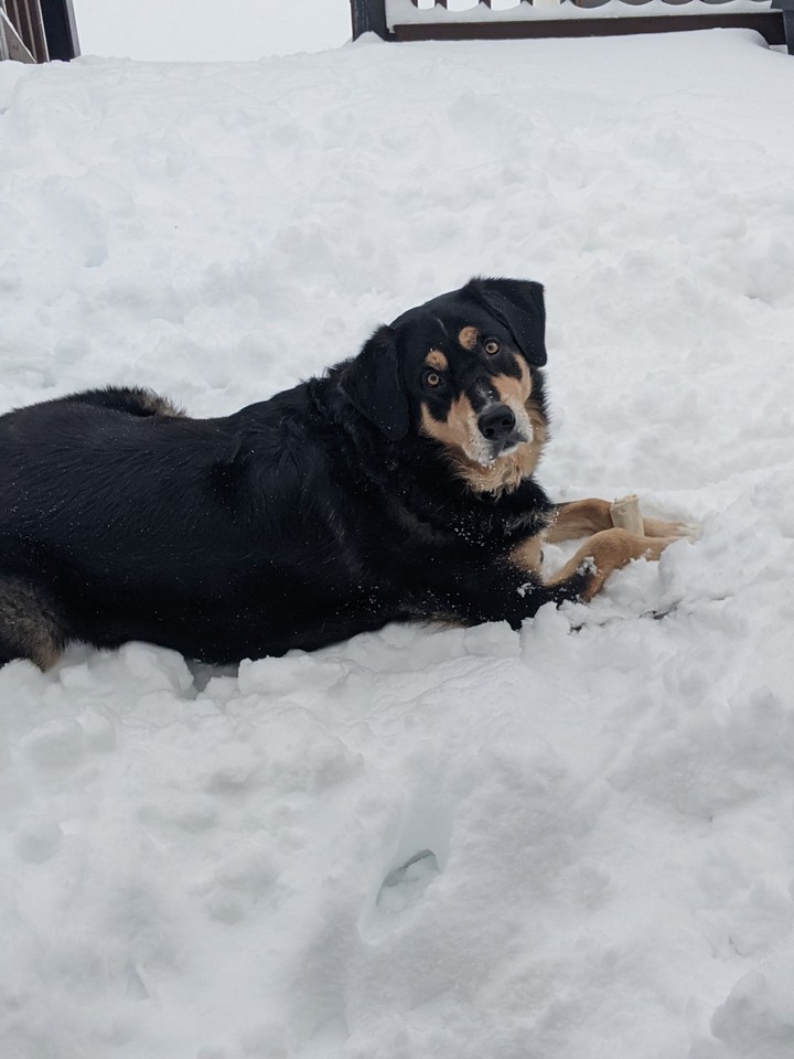 Chien dans la neige