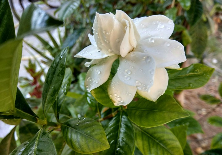 white beautiful