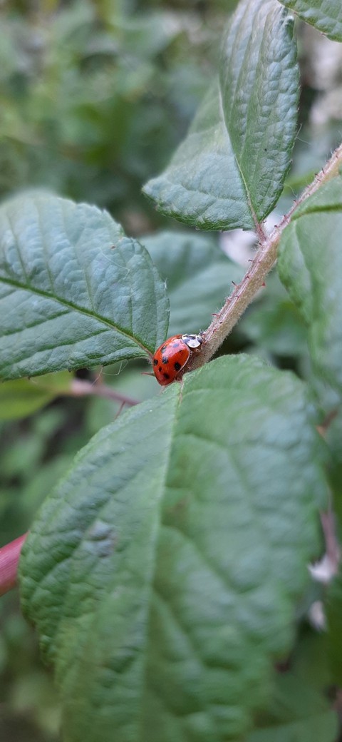 ladybug