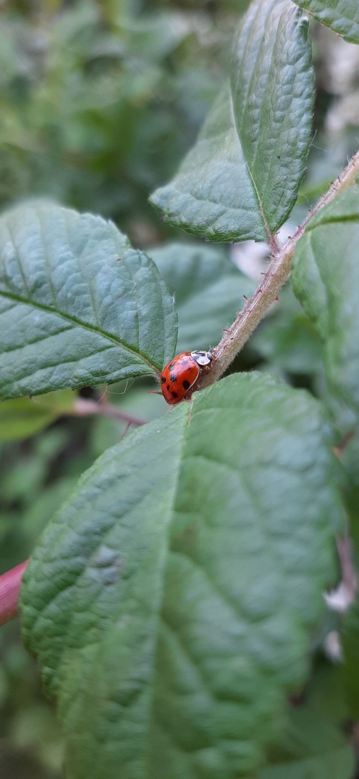 ladybug