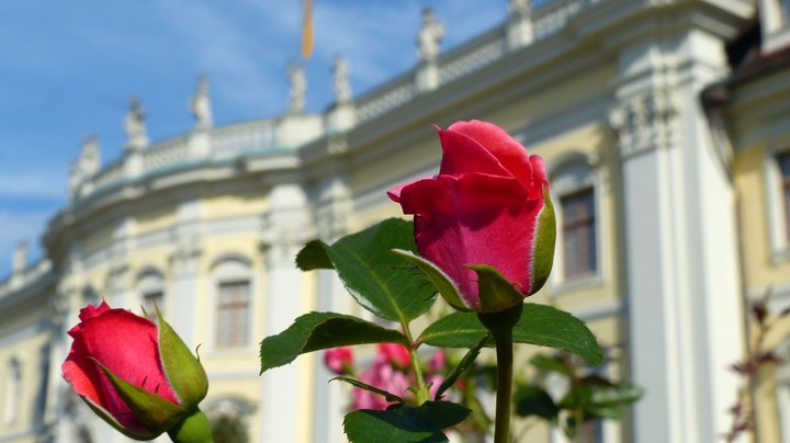 Blühendes Barock Schloss Ludwigsburg
