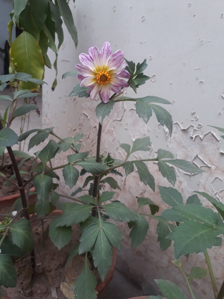 Amazing Flowers