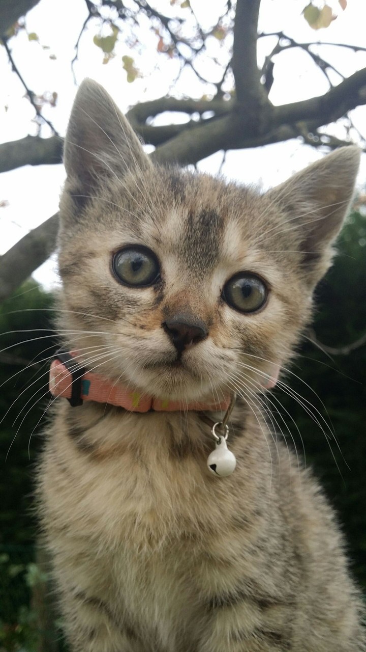 Little cat