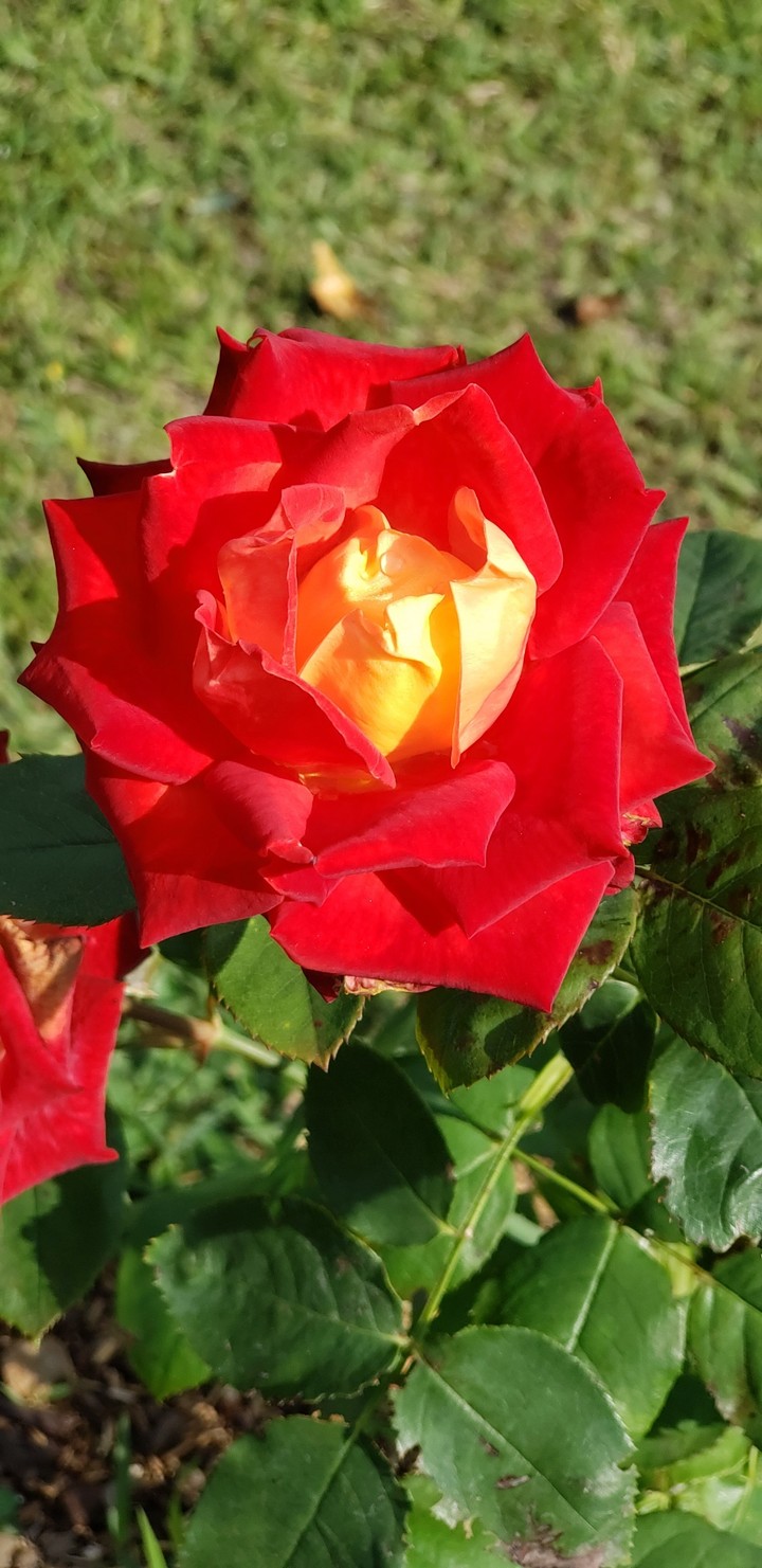 Rosa