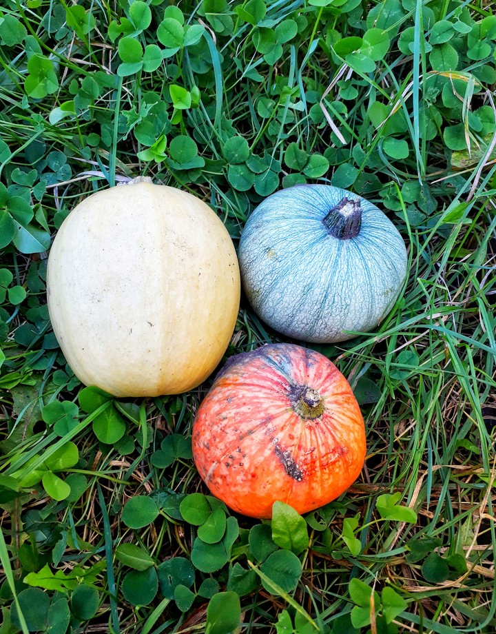 Pumpkins