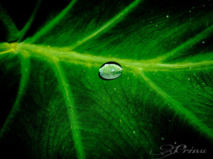 Water Drop