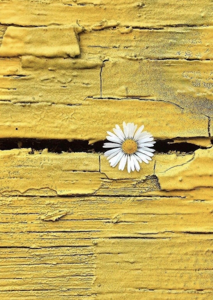 amarillo