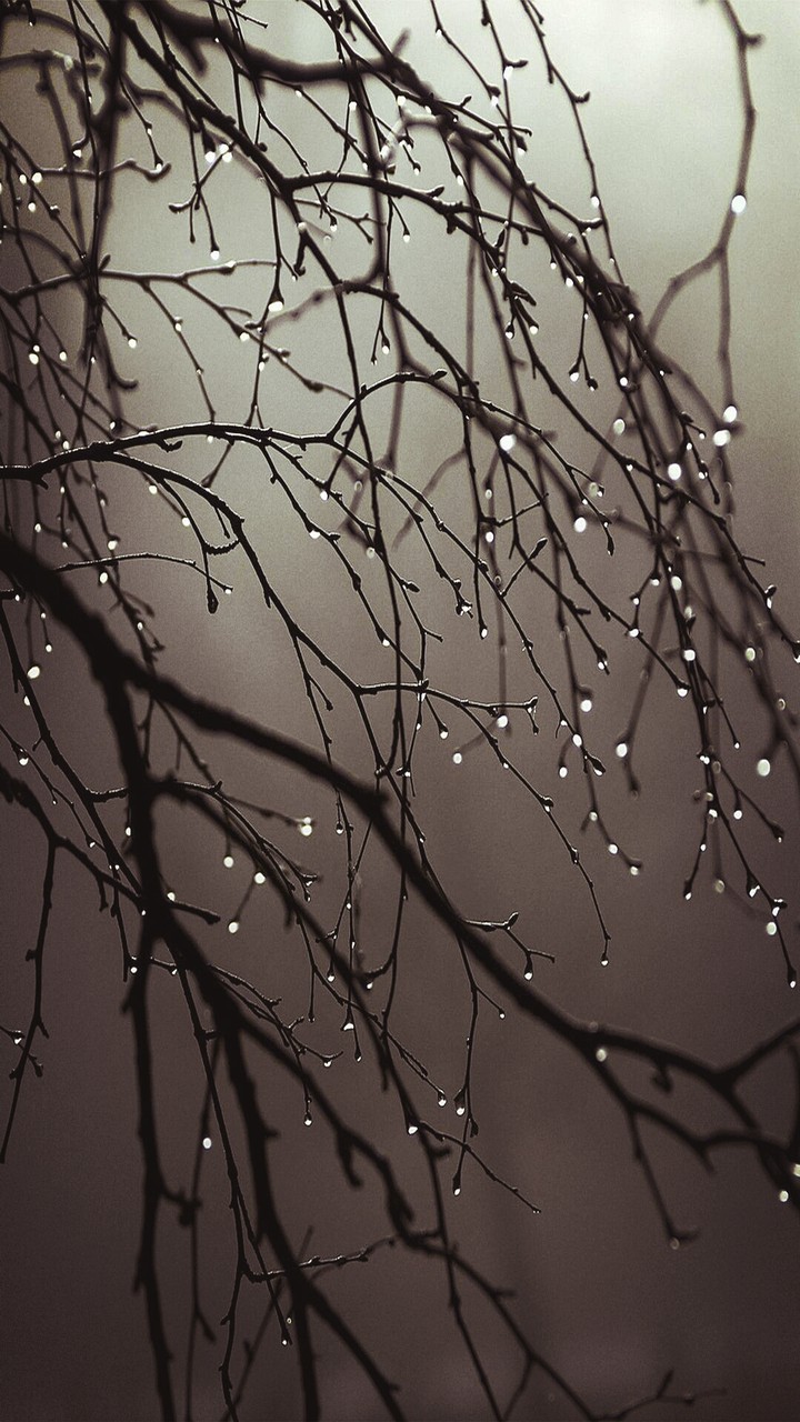 rain drops