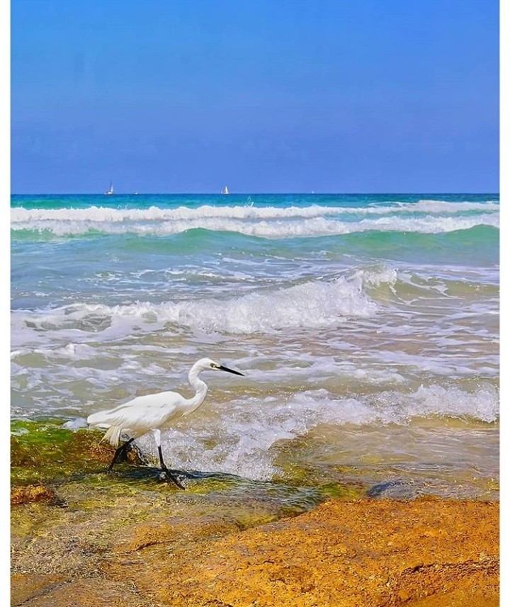 Sea
