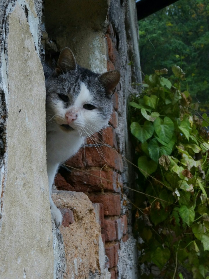 mau