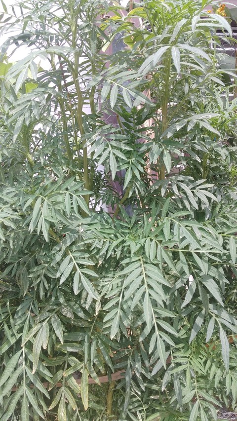 beautiful Leaves♻️