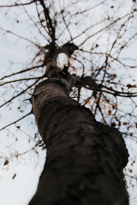 nature tree