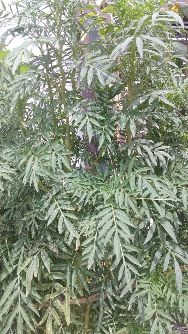 beautiful Leaves♻️