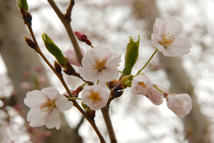 Cherry blooming