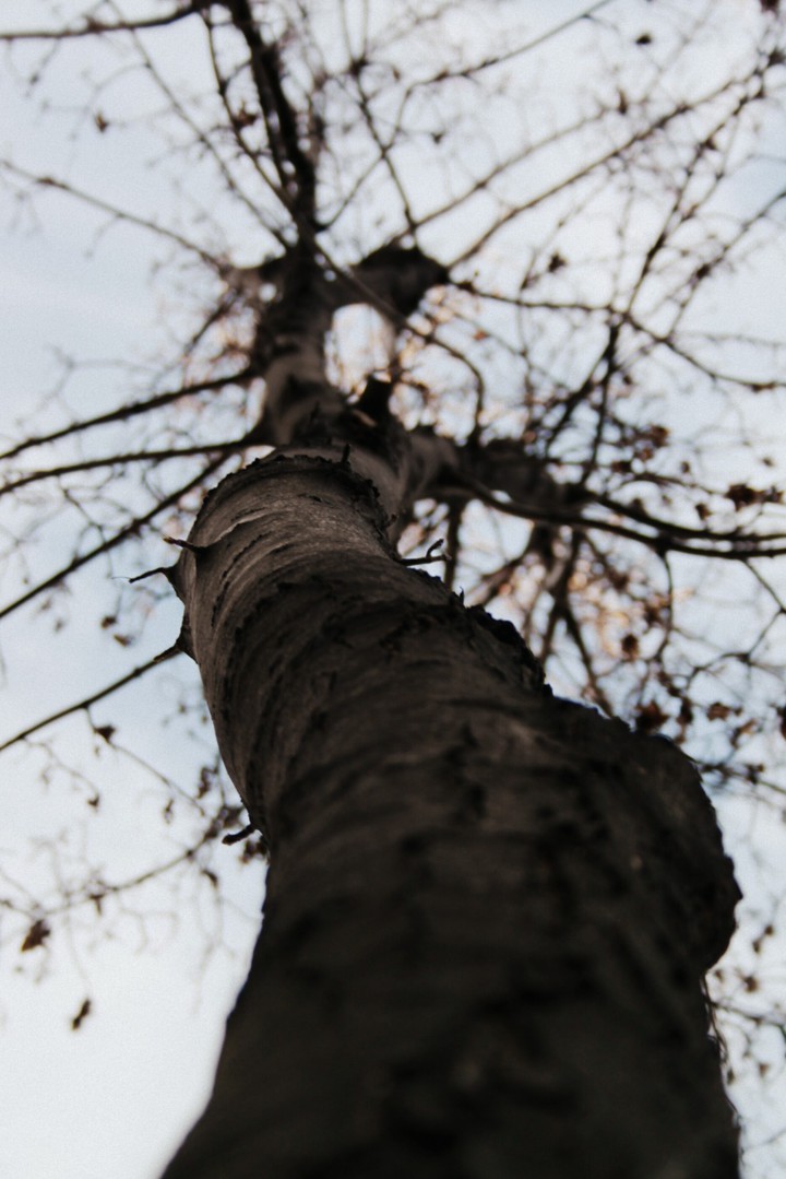 nature tree